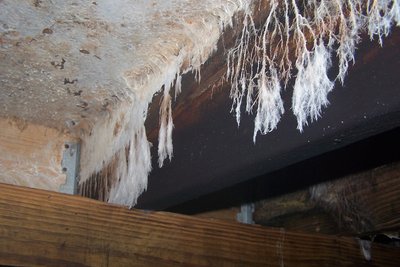 Nasty stuff eating my man-cave.