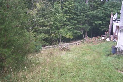 We've already skidded the first 20' or so of the trunk up to the log splitter.  The top goes out of sight on the left.  Better on the ground than on my couch!