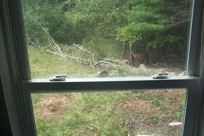 Just outside my window