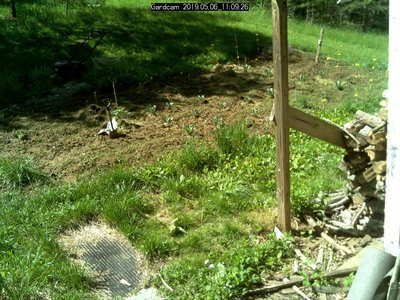 View of the garden, the IR detector is on that post at the far end.  The computer controlling scary lights and sound is on the other end of the building.,
