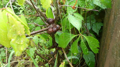 Lower down on same tree