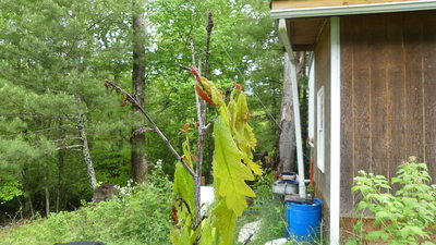 Dead top.  Low tech water system for washing machine in background.