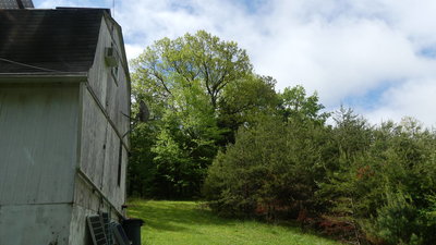Branches the size of oak trees...No, that's not a TV dish, I don't watch TV.  That was internet before DSL got here.
